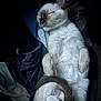 Bingo joined the competition — help win amazing prizes! cat, sleeping, fur, tail, paws, cozy, clothes, resting, indoor, pet, animal, soft, curled, relaxed, cute, whiskers, quiet, peaceful, feline, dim_light