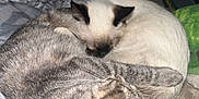 Bingo is registered to the contest to win money with this photo: cat, tabby_cat, sleeping, curled_up, bed, blanket, fur, pet, indoor, cozy, resting, animal, cute, domestic_cat, whiskers, ears, two_cats, companion, nap, soft