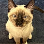 cat, siamese_cat, pet, animal, feline, close_up, sitting, blue_background, fur, whiskers, ears, paws, looking_up, indoor, cute, domestic_animal, face, eyes, nose, tail