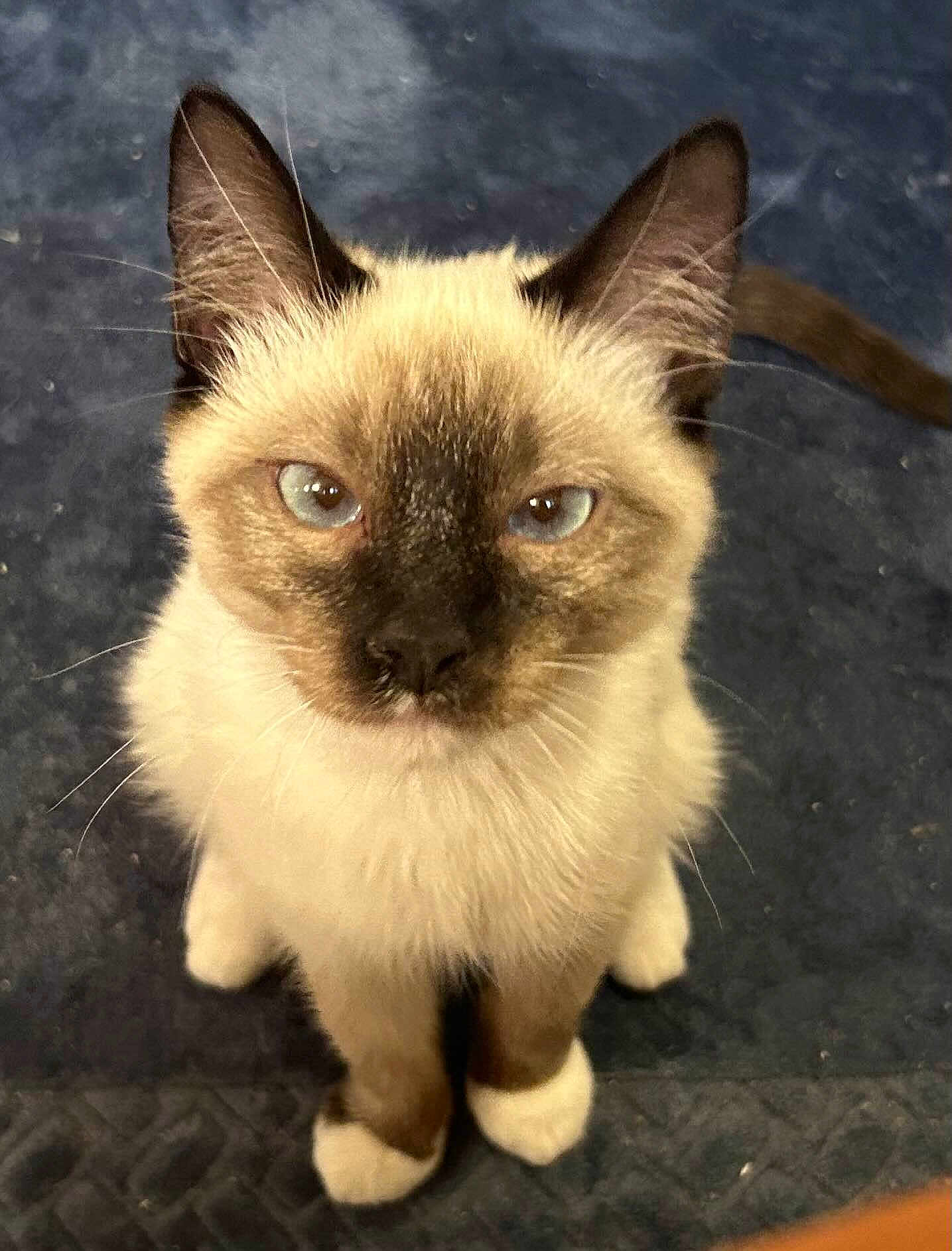 Bingo joined the competition — help win amazing prizes! cat, siamese_cat, pet, animal, feline, close_up, sitting, blue_background, fur, whiskers, ears, paws, looking_up, indoor, cute, domestic_animal, face, eyes, nose, tail