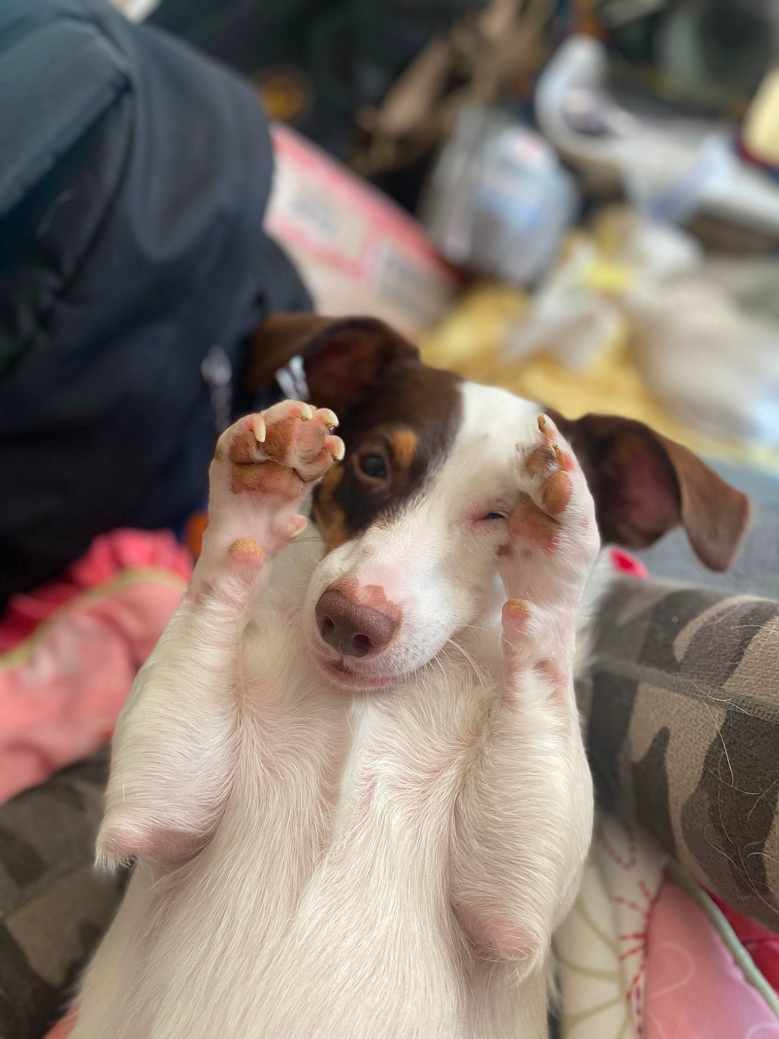 Multy is registered to the contest to win money with this photo: canidae, carnivore, collar, companion_dog, dog, dog_breed, ear, fur, non_sporting_group, rampur_greyhound, sighthound, snout, sporting_group, working_animal