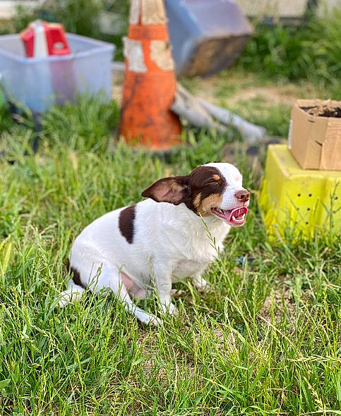 Multy joined the competition — help win amazing prizes! carnivore, cavalier_king_charles_spaniel, collar, companion_dog, dog, dog_breed, dog_collar, fawn, grass, hunting_dog, leash, liver, plant, recipe, spaniel, tail, terrestrial_animal, whiskers, working_animal, working_dog