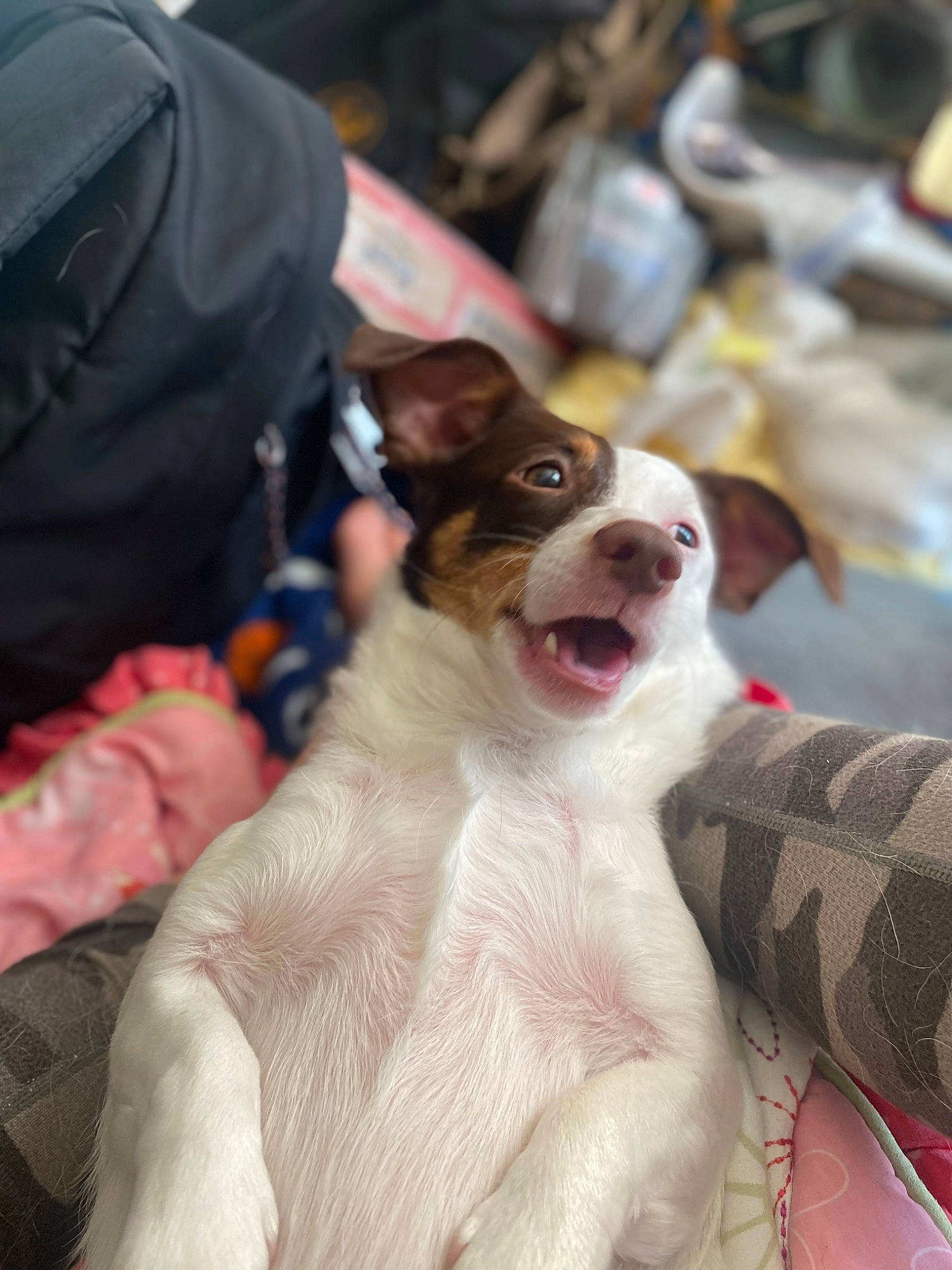 Multy joined the competition — help win amazing prizes! canidae, carnivore, collar, companion_dog, conformation_show, dog, dog_breed, dog_collar, fawn, fur, leash, snout, sporting_group, whiskers