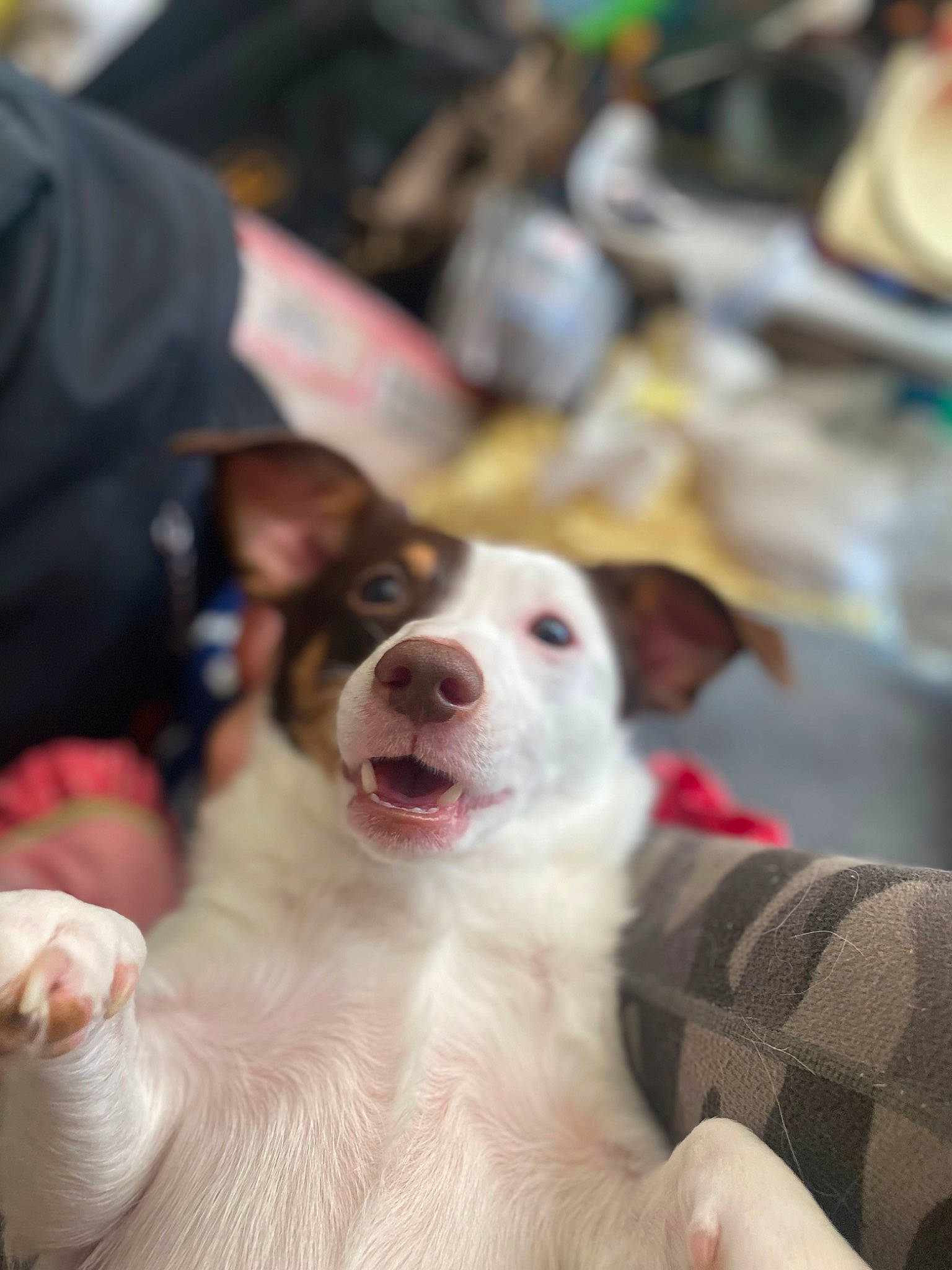 Multy is registered to the contest to win money with this photo: canidae, carnivore, companion_dog, conformation_show, dog, dog_breed, event, fawn, fur, guard_dog, non_sporting_group, paw, puppy, snout, sporting_group, whiskers, working_dog