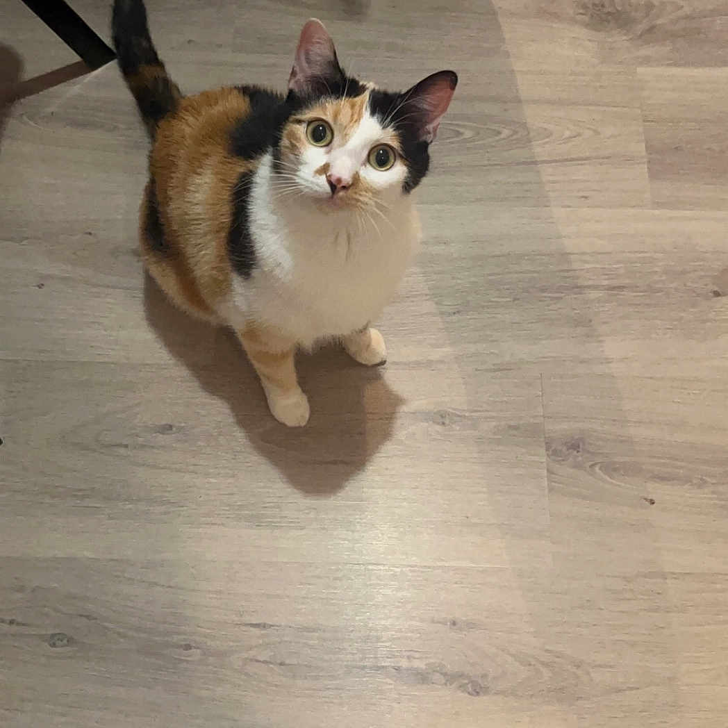 Lexy a rejoint le concours — aidez-le/la à gagner de superbes lots ! cat, calico, pet, animal, floor, wooden_floor, indoor, curious, sitting, looking_up, feline, whiskers, ears, tail, shadow, chair_legs, domestic, cute, small, alert