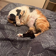 Lexy a rejoint le concours — aidez-le/la à gagner de superbes lots ! cat, calico, bed, bedspread, sleeping, paw, fur, cozy, indoor, mirror, reflection, relaxed, animal, pet, feline, comfort, resting, pattern, blanket, home
