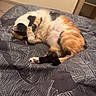 cat, calico, bed, bedspread, sleeping, paw, fur, cozy, indoor, mirror, reflection, relaxed, animal, pet, feline, comfort, resting, pattern, blanket, home