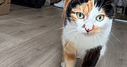 Lexy a rejoint le concours — aidez-le/la à gagner de superbes lots ! cat, calico_cat, indoor, wooden_floor, pet, animal, curious, walking, tail_up, flooring, domestic, feline, close_up, household, background_objects, box, bag, clothing, home, light
