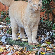 Melvin is registered to the contest to win money with this photo: alert, animal, autumn, cat, curious, daylight, fall, feline, greenery, ground, leaves, mammal, nature, orange_tabby, outdoor, pet, shrub, tail_up, whiskers, wooden_fence