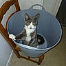 animal, bucket, cat, curious, cute, domestic, floor, furniture, gray_cat, household, indoor, kitten, looking_up, paw, pet, plastic_bucket, tail, white_fur, wooden_chair, young_cat