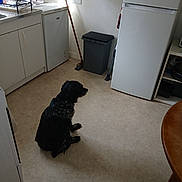Dolly participe au concours pour gagner de l'argent avec cette photo : dog, kitchen, floor, appliance, refrigerator, trash_can, broom, cabinet, table, indoor, pet, black_dog, white_dog, home, cleaning_tools, corner, flooring, sitting, quiet, domestic