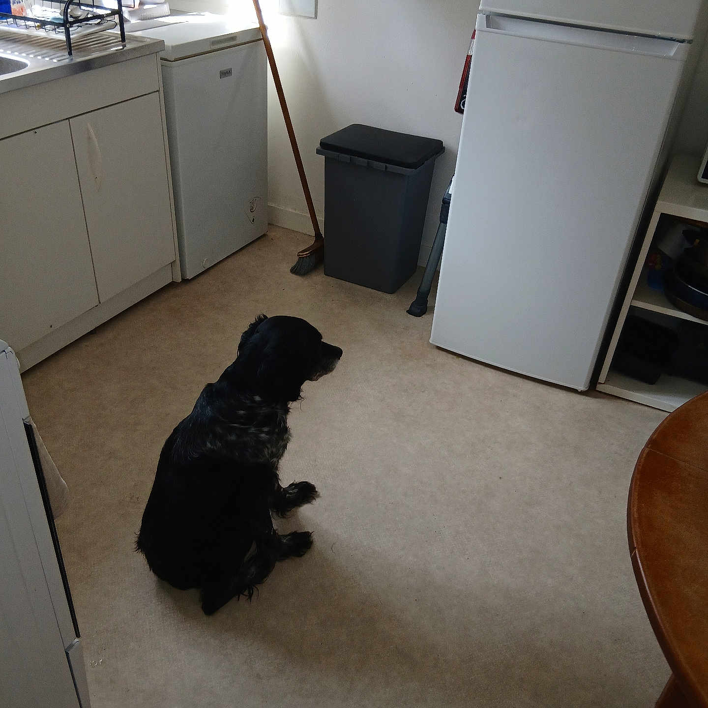 Dolly participe au concours pour gagner de l'argent avec cette photo : dog, kitchen, floor, appliance, refrigerator, trash_can, broom, cabinet, table, indoor, pet, black_dog, white_dog, home, cleaning_tools, corner, flooring, sitting, quiet, domestic
