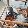 animal, cabinet, cat, container, cozy, cute, domestic_cat, fluffy_cat, furniture, gray_cat, indoor, kitchen, lounging, pet, relaxed, resting, sleeping_cat, white_cat, wooden_chair, woven_seat