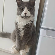 Thor participe au concours pour gagner de l'argent avec cette photo : cat, gray_cat, white_cat, fluffy, pet, indoor, kitchen, counter, refrigerator, feline, animal, cute, sitting, portrait, whiskers, ears, paws, fur, domestic, mammal