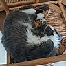 animal, cat, chair, cozy, curled_up, cute, feline, floor, fur, gray_cat, home, indoor, pet, relaxed, resting, shoes, sleeping, white_paws, wooden_chair, woven_seat