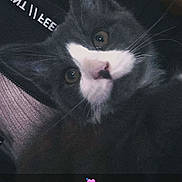 Thor participe au concours pour gagner de l'argent avec cette photo : cat, gray_cat, white_face, pet, animal, whiskers, close_up, cute, indoor, feline, looking, ears, nose, eyes, fur, portrait, cozy, sleeping_area, text_overlay, emoji