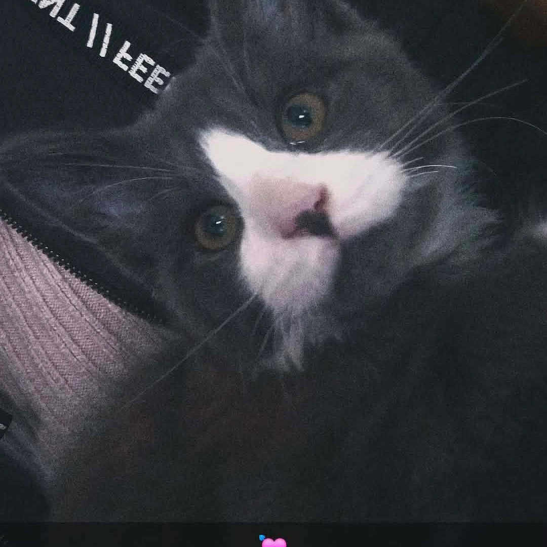 Thor participe au concours pour gagner de l'argent avec cette photo : cat, gray_cat, white_face, pet, animal, whiskers, close_up, cute, indoor, feline, looking, ears, nose, eyes, fur, portrait, cozy, sleeping_area, text_overlay, emoji