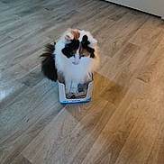 Lili a rejoint le concours — aidez-le/la à gagner de superbes lots ! cat, calico, fluffy, cardboard_box, floor, wooden_floor, indoor, pet, animal, small_box, cute, feline, white_wall, sitting, cozy, confused, fur, domestic_cat, household, quiet