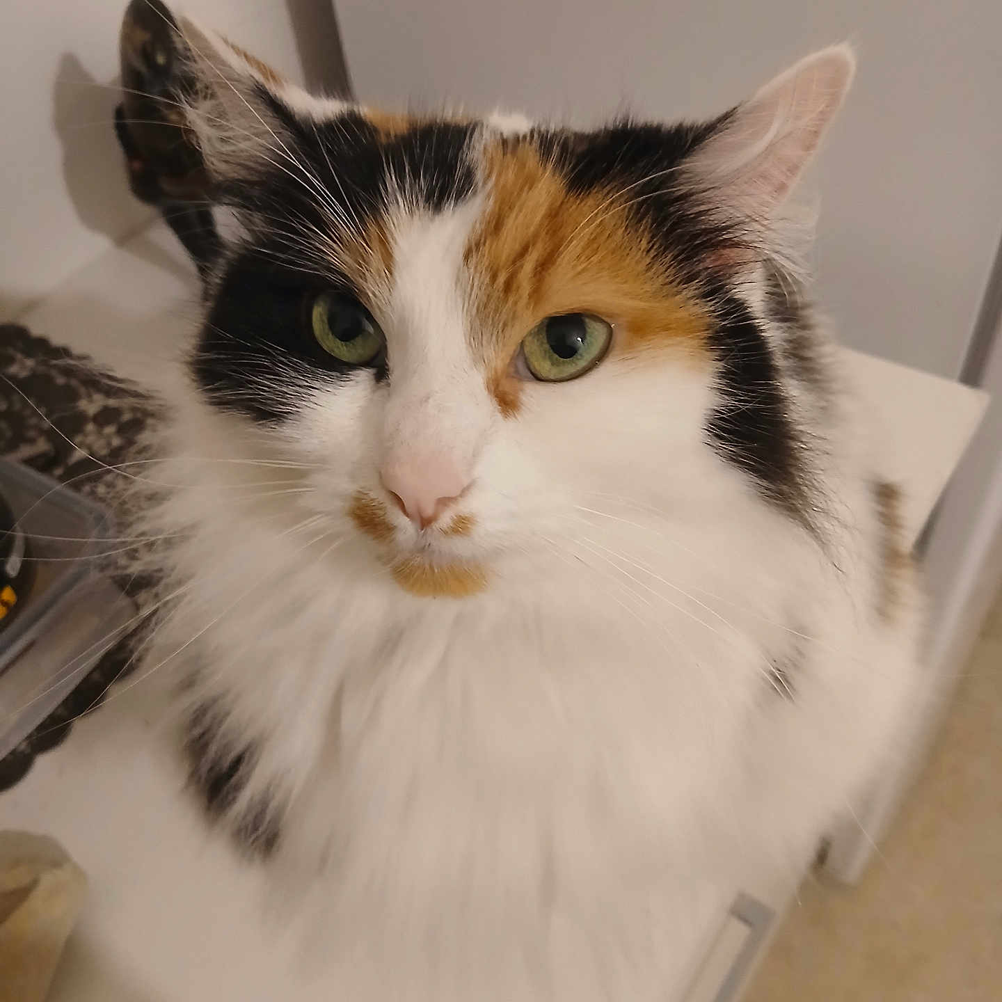 Lili participe au concours pour gagner de l'argent avec cette photo : cat, calico, fluffy, green_eyes, pet, indoor, feline, closeup, portrait, whiskers, cute, animal, domestic_cat, fur, face, ears, looking_at_camera, white_surface, household, tabby