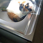 Lili participe au concours pour gagner de l'argent avec cette photo : calico_cat, cat, cleaning_sponge, cozy, curled_up, daylight, domestic_animal, feline, fur, household_item, indoor, kitchen, metal_surface, pet, quiet, relaxation, resting, sink, sleeping, sunlight