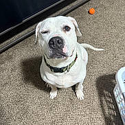 Lennie is registered to the contest to win money with this photo: carpet, collar, dog, ears, expression, eyes, floor, indoor, laundry_basket, looking_up, nose, orange_ball, paws, pet, playful, portrait, sitting, toy, white_dog, winking