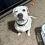 carpet, collar, dog, ears, expression, eyes, floor, indoor, laundry_basket, looking_up, nose, orange_ball, paws, pet, playful, portrait, sitting, toy, white_dog, winking