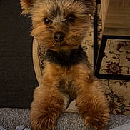 Geovanni joined the competition — help win amazing prizes! dog, small_dog, yorkshire_terrier, pet, cute, fur, indoor, looking_up, paws, carpet, wooden_furniture, cozy, animal, companion, adorable, scruffy, eyes, standing, curious, friendly