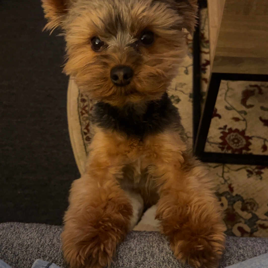 Geovanni joined the competition — help win amazing prizes! dog, small_dog, yorkshire_terrier, pet, cute, fur, indoor, looking_up, paws, carpet, wooden_furniture, cozy, animal, companion, adorable, scruffy, eyes, standing, curious, friendly