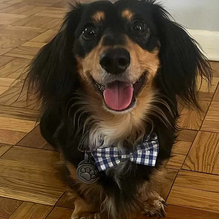 Fonzi is registered to the contest to win money with this photo: animal, black_fur, bow_tie, brown_fur, close_up, companion, cute, dog, domestic_animal, friendly, fur, happy, indoor, long_ears, parquet_floor, pet_tag, portrait, sitting, smiling, tongue_out
