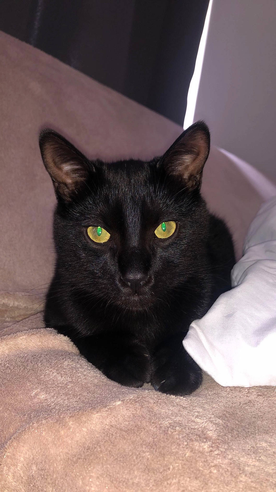 Batman participe au concours pour gagner de l'argent avec cette photo : black_cat, bombay, carnivore, cat, comfort, domestic_short_haired_cat, eye, felidae, fur, havana_brown, iris, small_to_medium_sized_cats, snout, tail, terrestrial_animal, whiskers