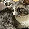 Aiko is registered to the contest to win money with this photo: cat, gray_cat, white_fur, green_eyes, whiskers, close_up, indoor, furniture, leather, cup_holder, armrest, floor, wood_floor, pet, animal, domestic_cat, relaxed, side_view, soft_fur, resting