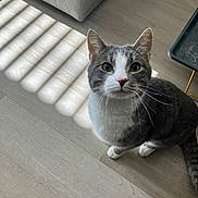 Aiko joined the competition — help win amazing prizes! cat, gray_cat, white_cat, pet, indoor, wooden_floor, sunlight, shadow, striped_shadow, couch, table, curious, looking_up, whiskers, ears, feline, domestic_cat, flooring, cozy, home