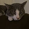 Aiko is registered to the contest to win money with this photo: cat, sleeping, resting, indoor, pet, animal, gray, white, fur, closeup, face, paw, ears, door, quiet, calm, feline, cozy, domestic, relaxed