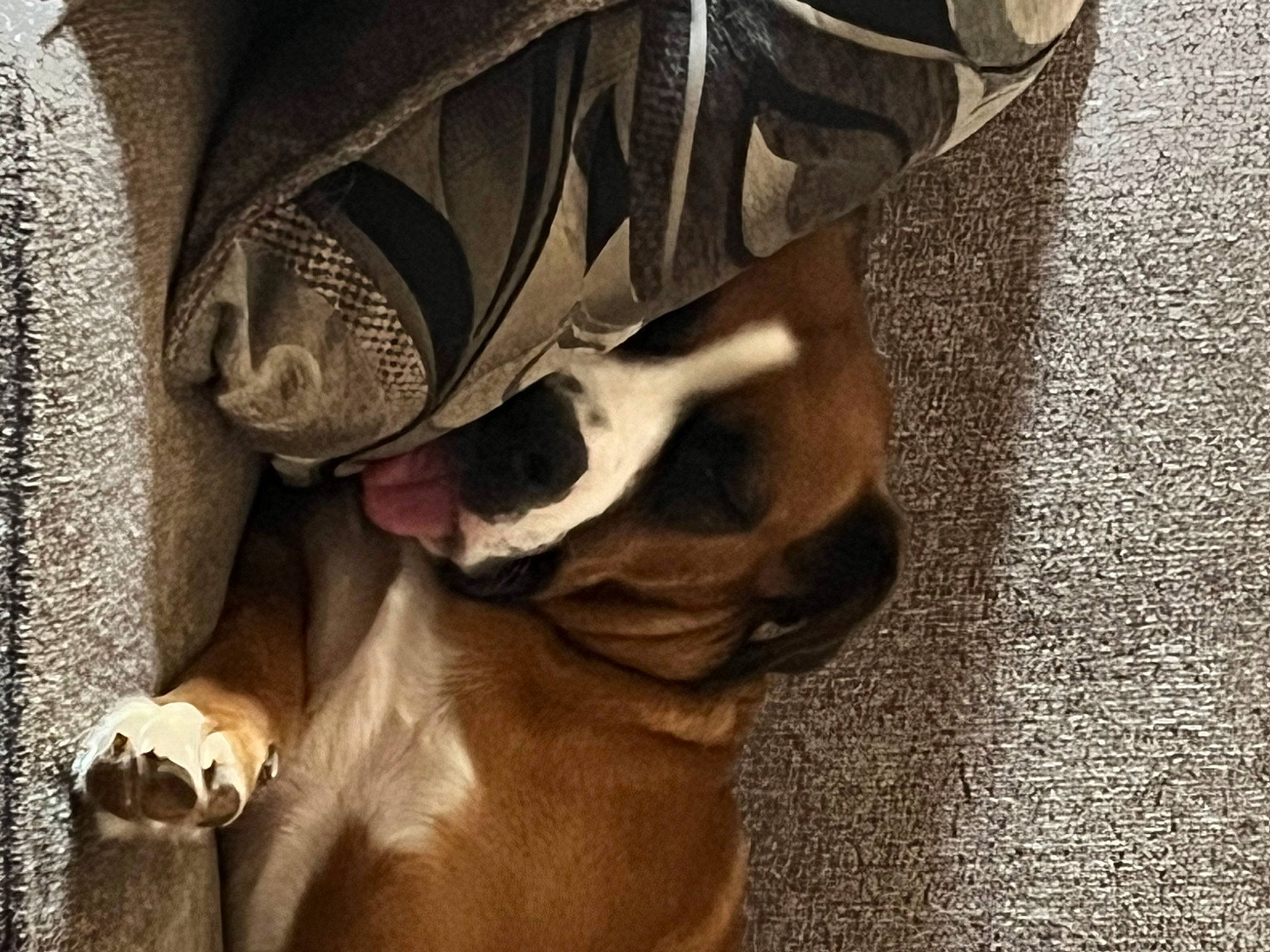 Hannah is registered to the contest to win money with this photo: canidae, carnivore, comfort, companion_dog, dog, dog_breed, fawn, flooring, foot, fur, hardwood, human_leg, paw, snout, sporting_group, tail, tints_and_shades, whiskers, wood, working_animal