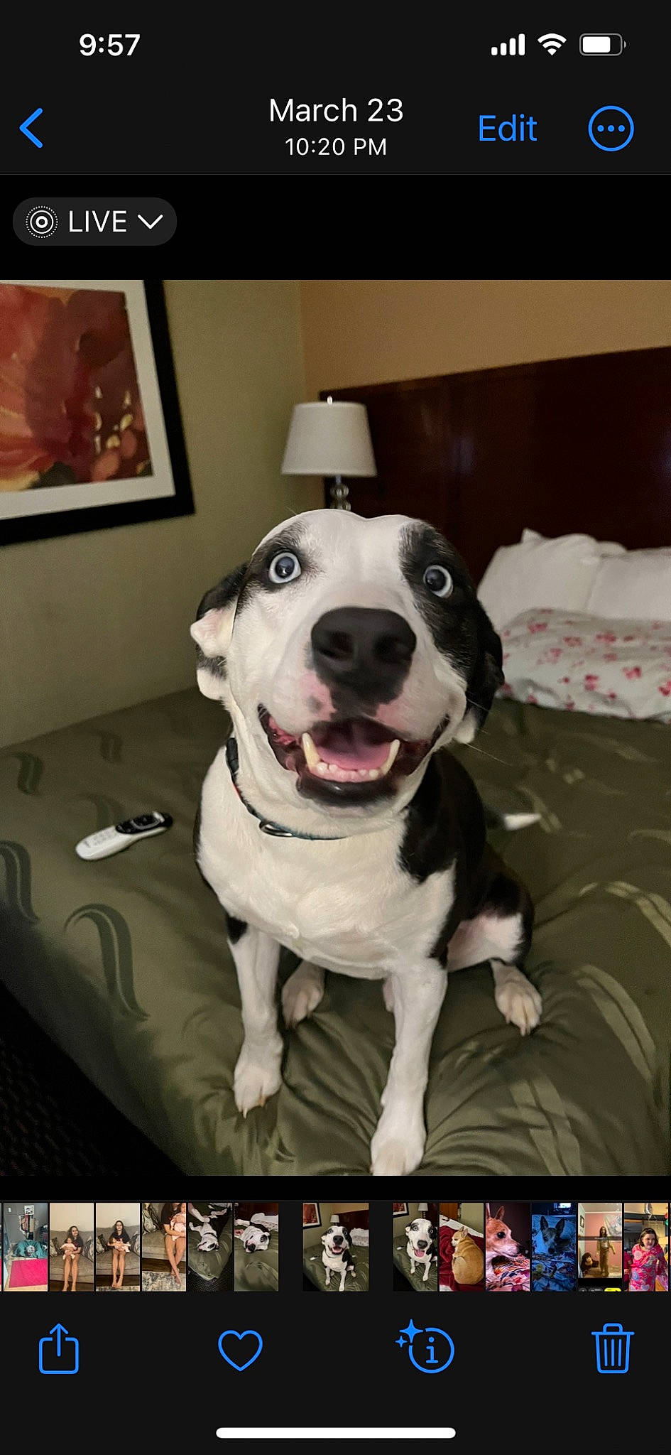 Otis is registered to the contest to win money with this photo: ball, canidae, carnivore, collar, companion_dog, couch, dog, dog_breed, dog_collar, fawn, guard_dog, molosser, photo_caption, picture_frame, rectangle, sporting_group, whiskers, window, working_animal, working_dog