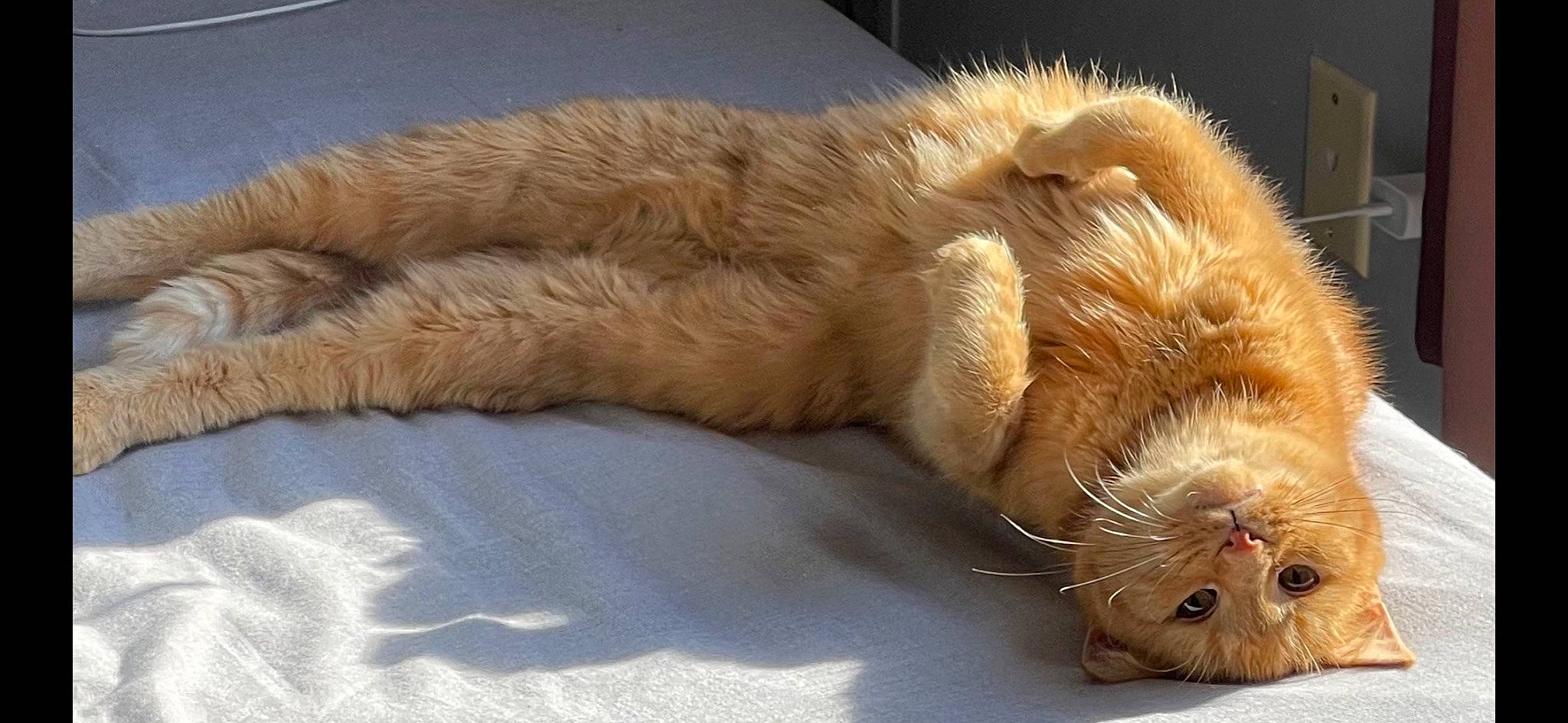 Sass is registered to the contest to win money with this photo: carnivore, cat, claw, comfort, companion_dog, dog_breed, domestic_short_haired_cat, fawn, felidae, fur, guinea_pig, hamster, paw, pest, rodent, small_to_medium_sized_cats, snout, tail, terrestrial_animal, whiskers