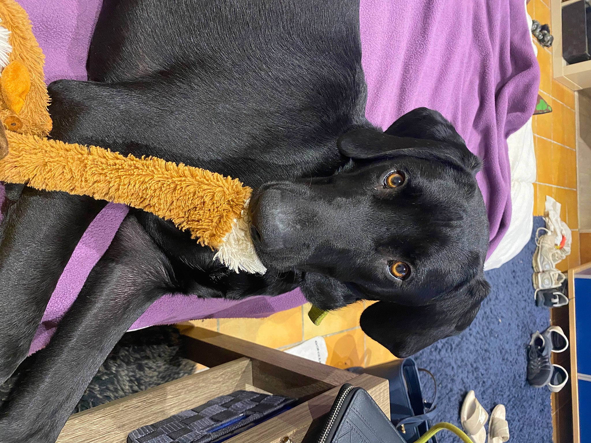 Kéto a rejoint le concours — aidez-le/la à gagner de superbes lots ! canidae, carnivore, collar, comfort, companion_dog, dog, dog_breed, dog_collar, fashion_accessory, fur, guard_dog, human_leg, magenta, purple, sitting, snout, sporting_group, tail, woolen, working_animal