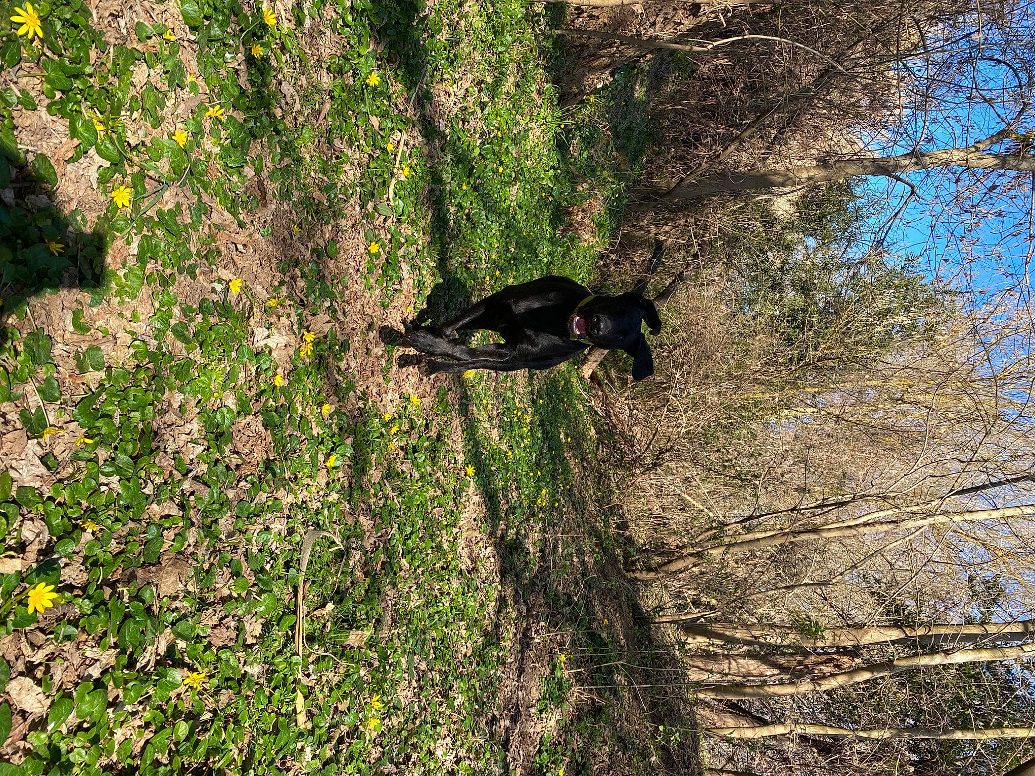 Kéto a rejoint le concours — aidez-le/la à gagner de superbes lots ! branch, deciduous, ecoregion, flower, forest, grass, groundcover, natural_landscape, nature_reserve, plant, plant_community, shrub, temperate_broadleaf_and_mixed_forest, tints_and_shades, tree, trunk, twig, wildlife, wood, woodland