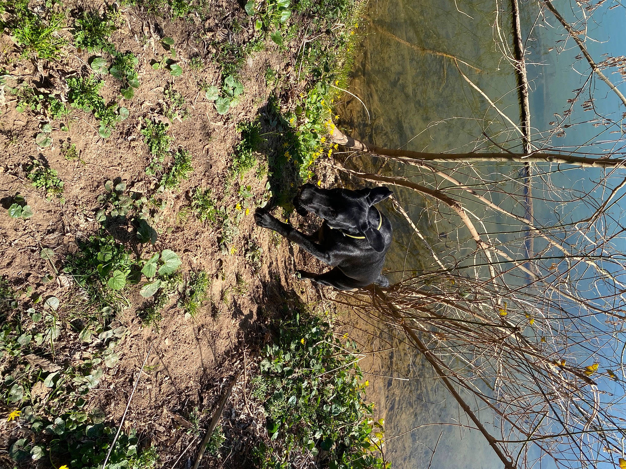 Kéto participe au concours pour gagner de l'argent avec cette photo : adventure, branch, forest, grass, groundcover, landscape, northern_hardwood_forest, organism, plant, recreation, shadow, shrub, soil, tree, trunk, twig, wildlife, wood, woodland, woody_plant