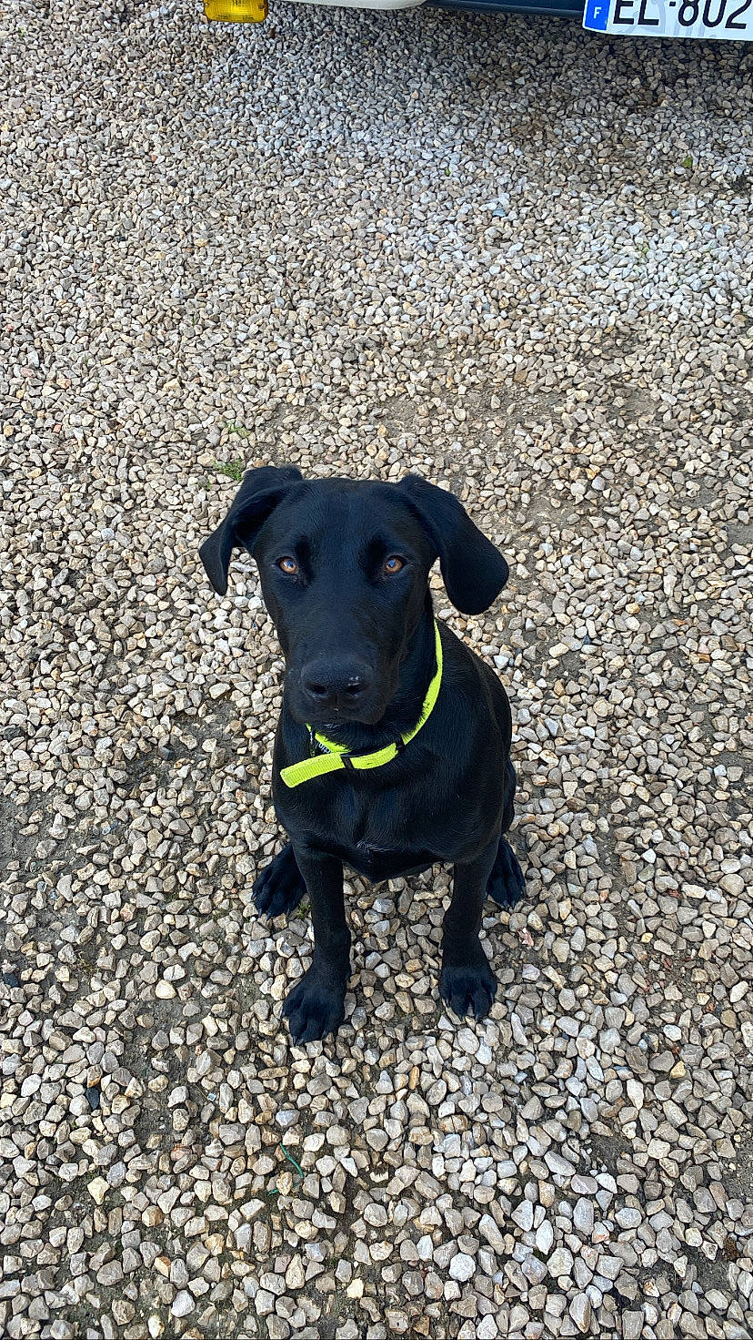 Kéto a rejoint le concours — aidez-le/la à gagner de superbes lots ! asphalt, borador, carnivore, collar, companion_dog, dog, dog_breed, dog_collar, fashion_accessory, grass, leash, pet_supply, road_surface, shadow, soil, sporting_group, tail, tar, terrestrial_animal, working_animal