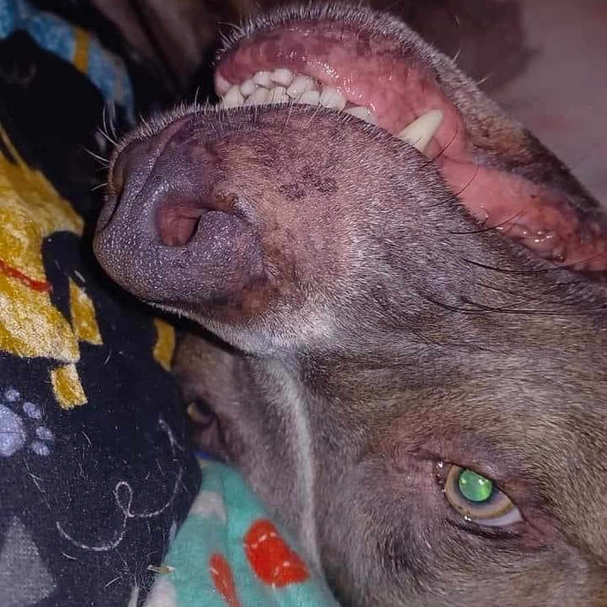 Babi is registered to the contest to win money with this photo: animal, blanket, canine, close_up, colorful, cozy, cute, dog, eye, fur, indoor, lying_down, nose, paw_prints, pet, relaxed, resting, sleepy, snout, teeth