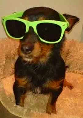 Monkey is registered to the contest to win money with this photo: