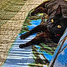 black_cat, cat, animal, pet, yellow_eyes, feline, resting, blanket, colorful, outdoor, sunlight, shadow, pattern, fur, paw, relaxed, nature, texture, closeup, comfort