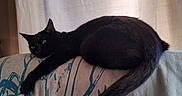 Sorcière a rejoint le concours — aidez-le/la à gagner de superbes lots ! black_cat, cat, feline, indoor, couch, fabric, pattern, curtain, resting, relaxed, animal, pet, tail, ear, whiskers, soft_light, shadow, home, furniture, cozy