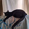 black_cat, cat, feline, indoor, couch, fabric, pattern, curtain, resting, relaxed, animal, pet, tail, ear, whiskers, soft_light, shadow, home, furniture, cozy