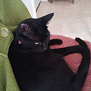Sorcière participe au concours pour gagner de l'argent avec cette photo : black_cat, cat, pet, feline, indoor, pink_fabric, green_fabric, curled_up, tail, ear, whiskers, collar, floor, tile_floor, furniture, cozy, resting, animal, domestic_animal, looking_away