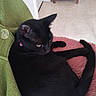 black_cat, cat, pet, feline, indoor, pink_fabric, green_fabric, curled_up, tail, ear, whiskers, collar, floor, tile_floor, furniture, cozy, resting, animal, domestic_animal, looking_away