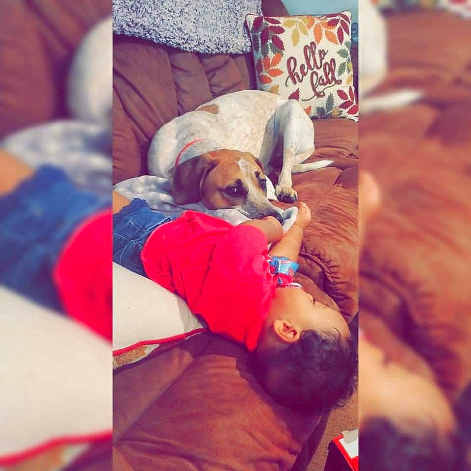 Brooklyn joined the competition — help win amazing prizes! boxer, canidae, carnivore, companion_dog, dog, dog_breed, love, nap, person, puggle, puppy, puppy_love