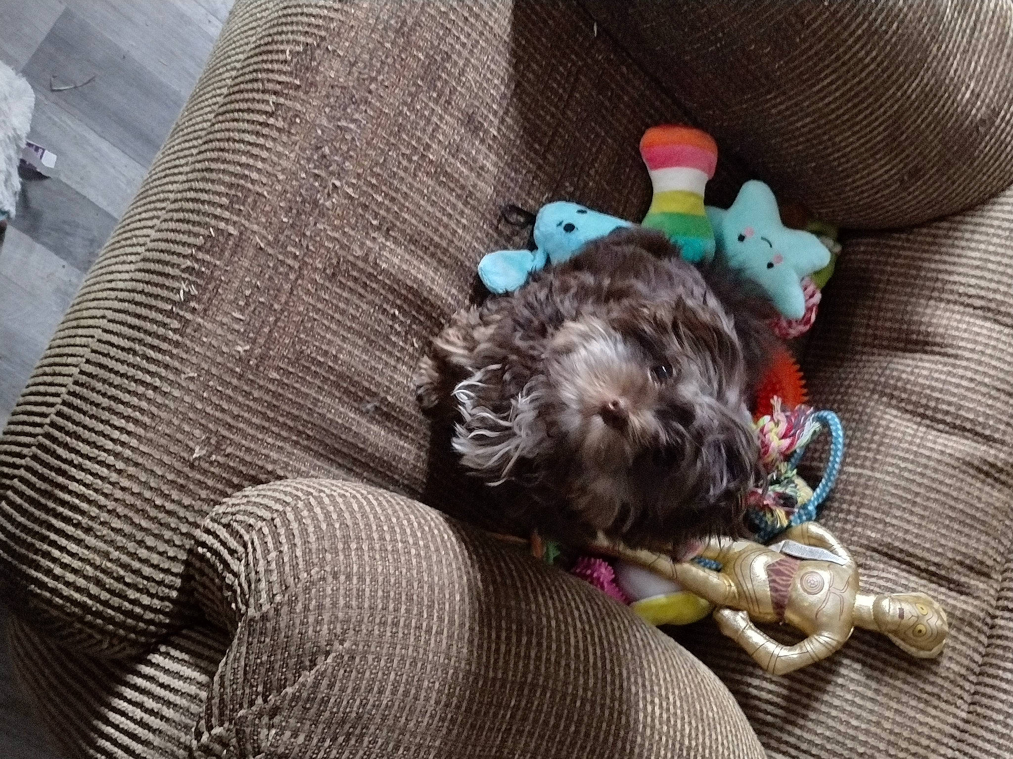 Wicket joined the competition — help win amazing prizes! carnivore, comfort, companion_dog, couch, dog, dog_breed, dog_supply, fashion_accessory, fawn, felidae, fur, grey, pattern, small_to_medium_sized_cats, stuffed_toy, tail, textile, toy, toy_dog, whiskers