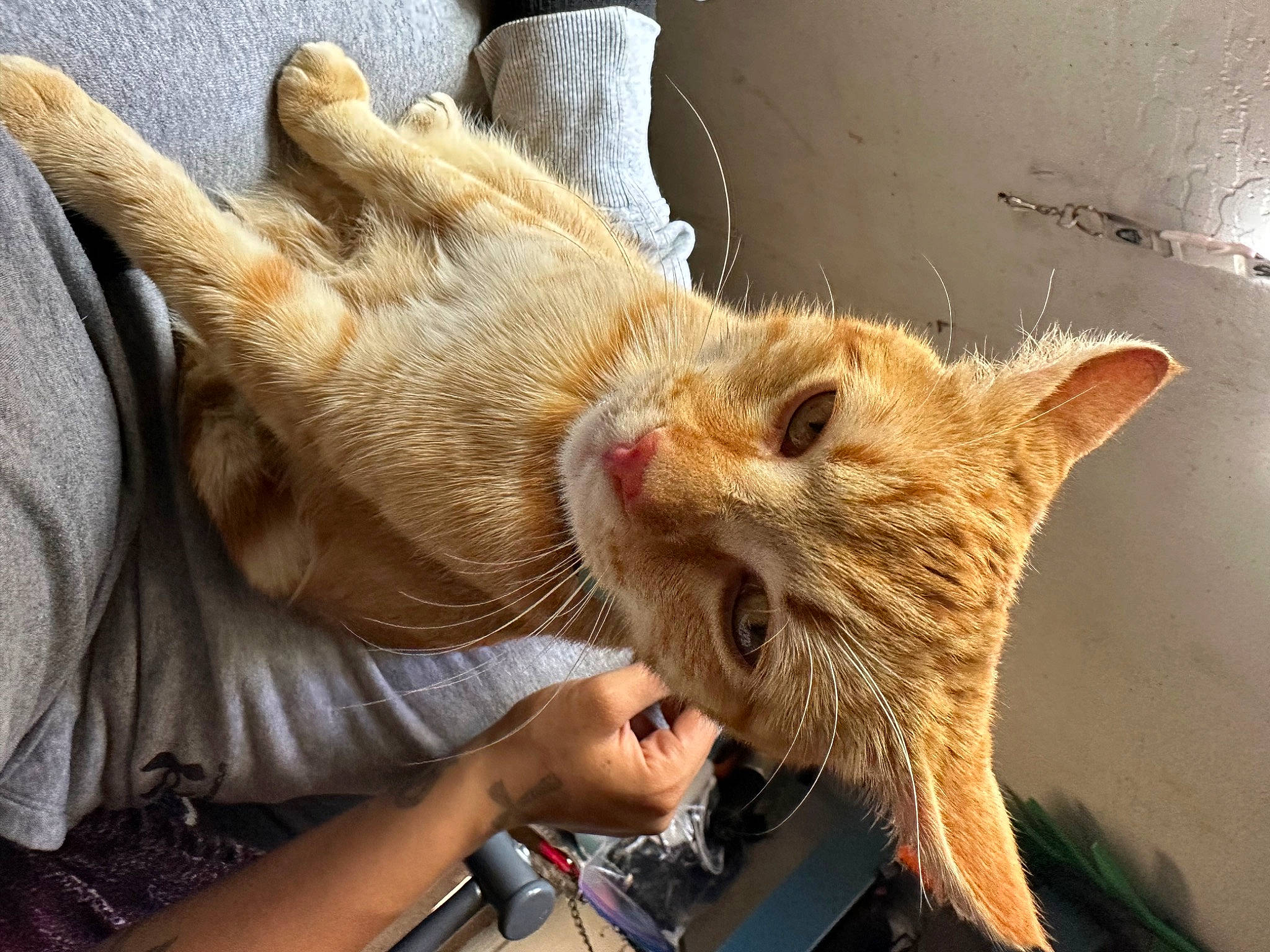 Kiki is registered to the contest to win money with this photo: carnivore, cat, claw, comfort, domestic_short_haired_cat, ear, fawn, felidae, foot, fur, gesture, paw, plant, small_to_medium_sized_cats, snout, tail, terrestrial_animal, whiskers, wildlife, wood